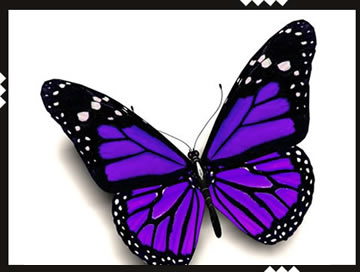 schmetterling